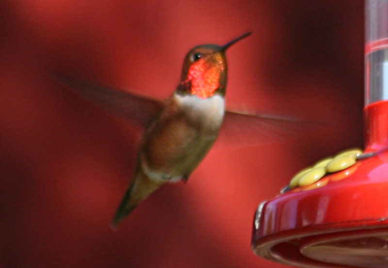 Male Annas Hummingbird