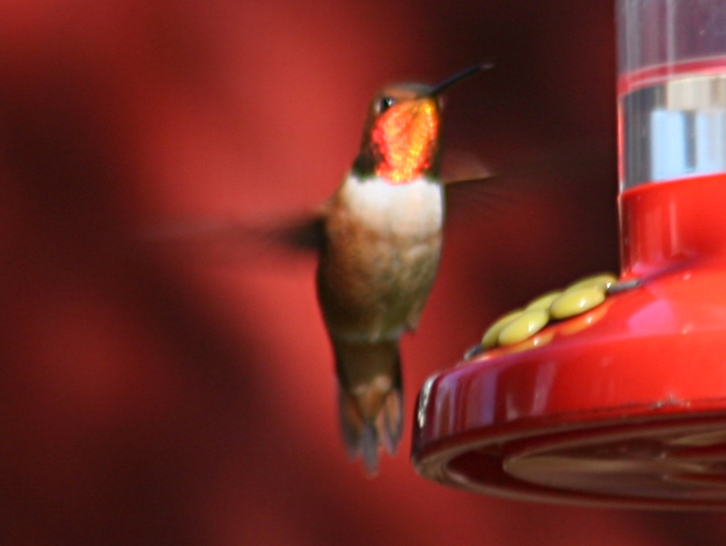 Male Hummingbird