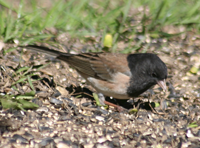Male Dark-Eyed Junko