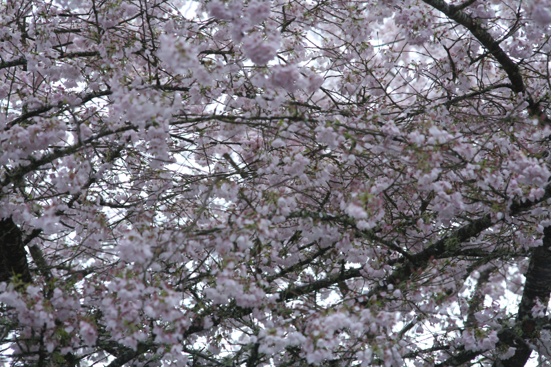 Tree in bloom