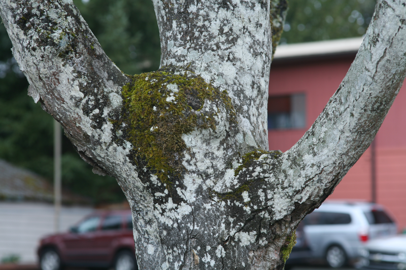 Tree Trunk with Lichen