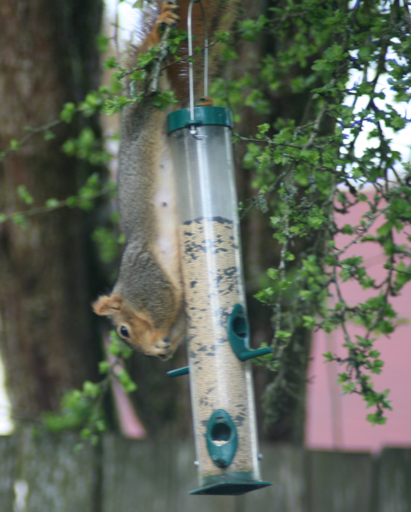 Squirrel on birdfeeder