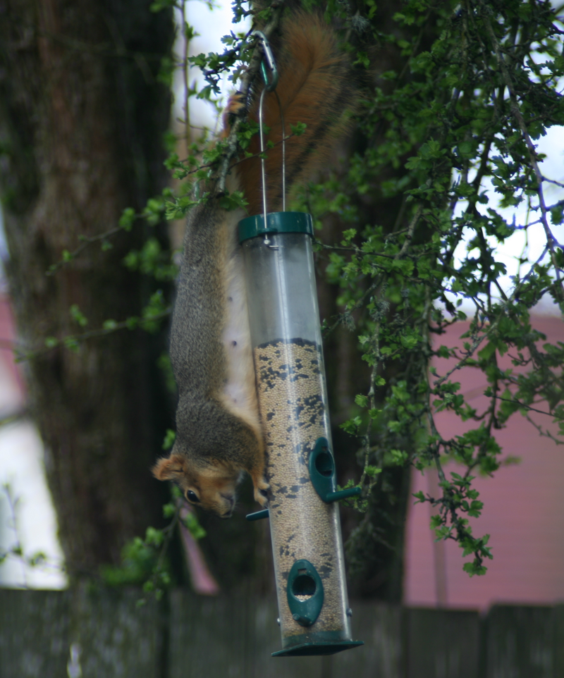 Squirrel on birdfeeder