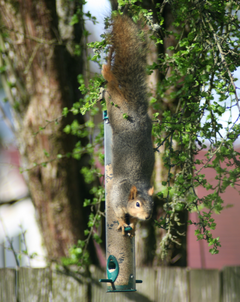 Squirrel on birdfeeder