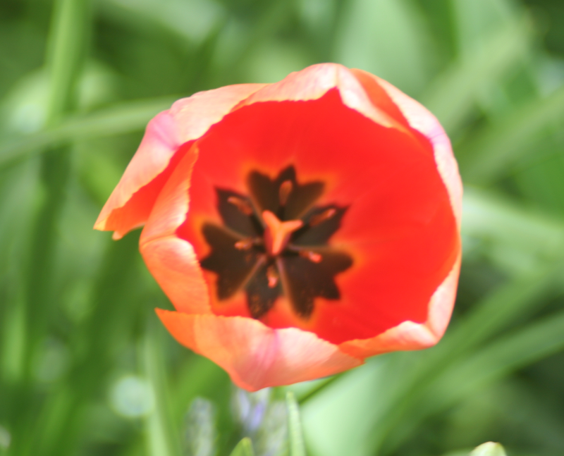 Tulip