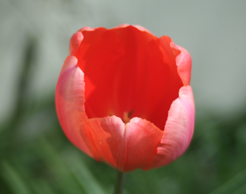Tulip
