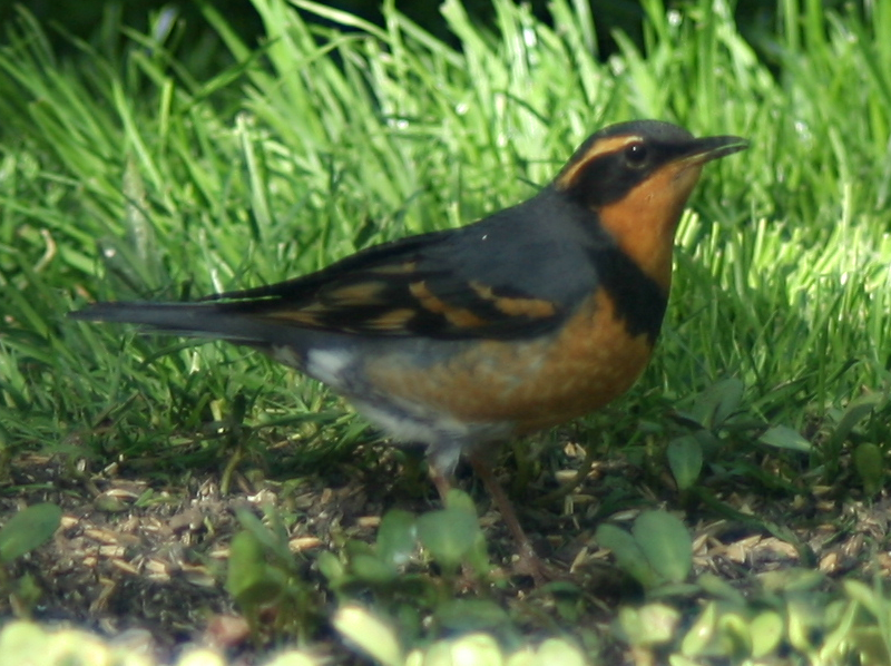 Male Varied Thrush