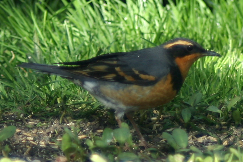 Male Varied Thrush