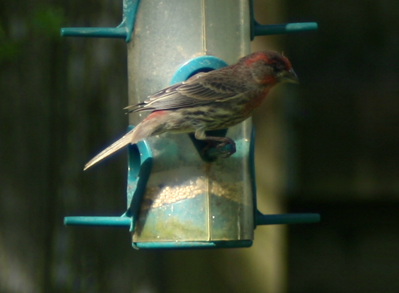 Immature Male Pine Grosbeak