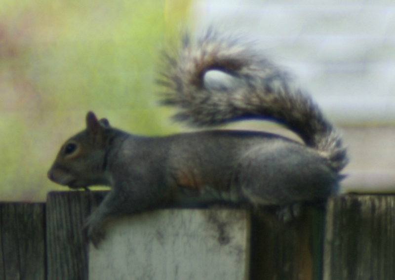 Scraggly-Tail the Squirrel