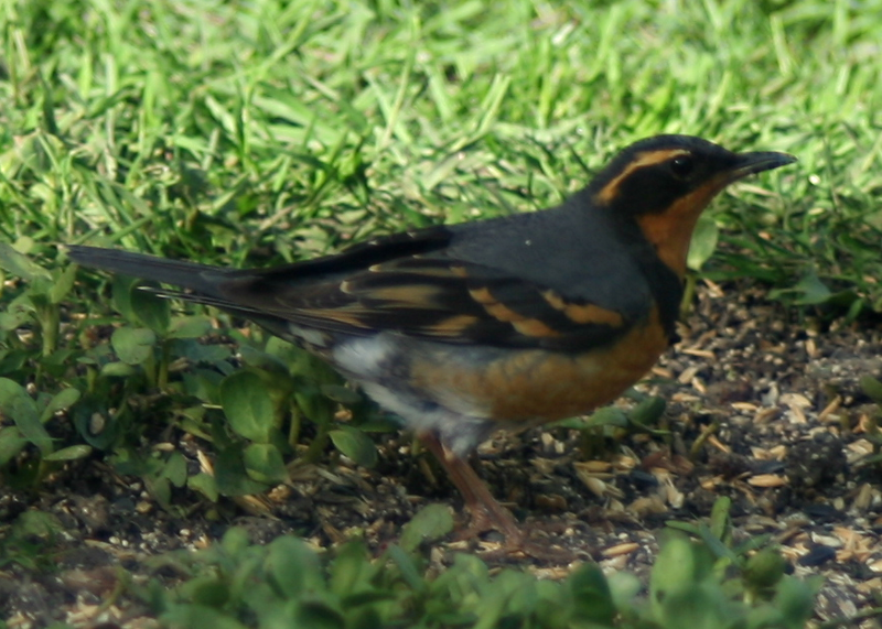Male Varied Thrush