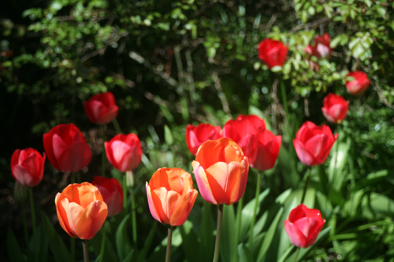Tulips
