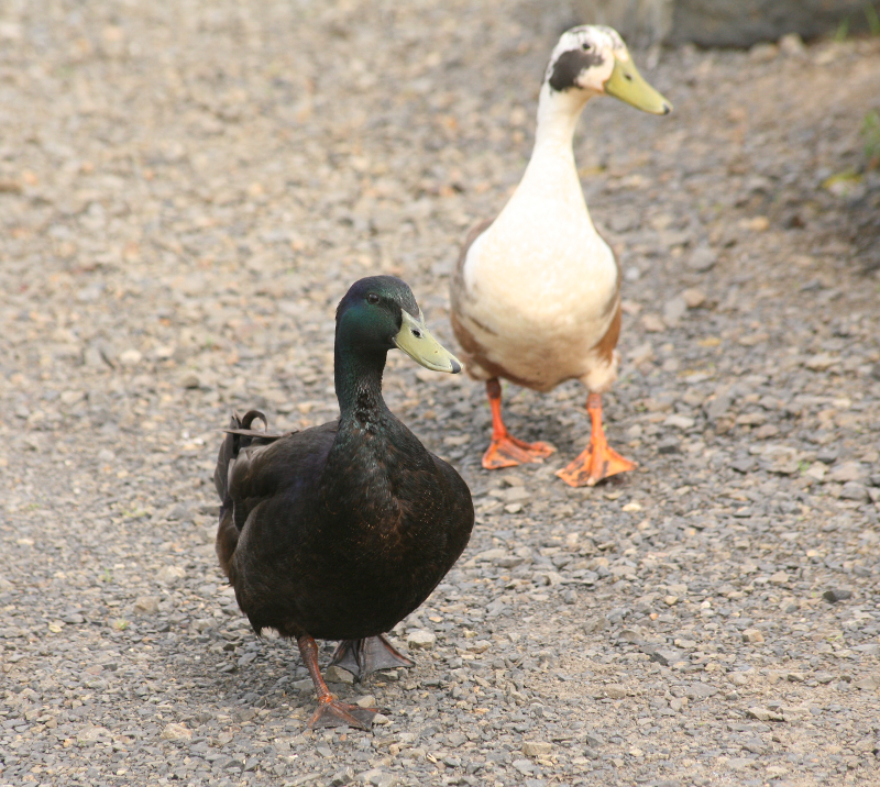 Mongrel Ducks