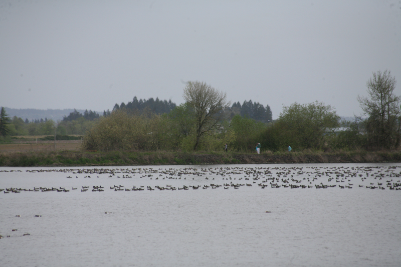 Pondscape with Cackling Geese