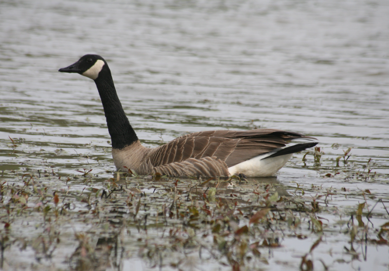 Canada Goose