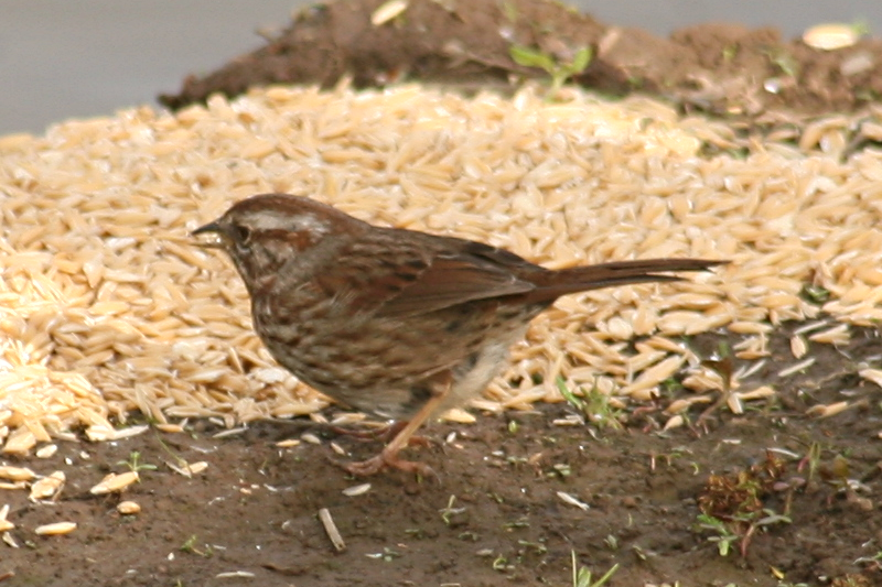 Savannah Sparrow
