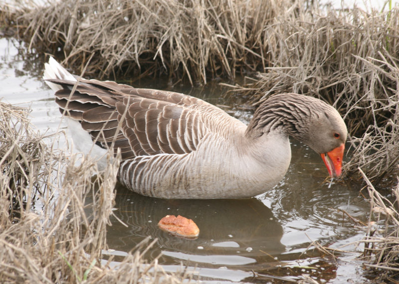Gus the Greylag Gander