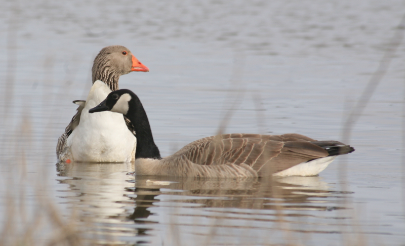 Gus the Greylag Gander + his Canada Goose wife