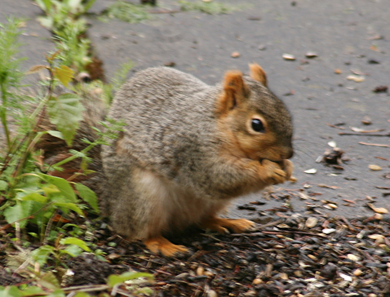 Squirrel