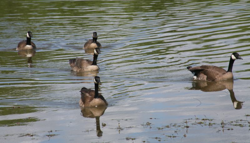 Canada Geese