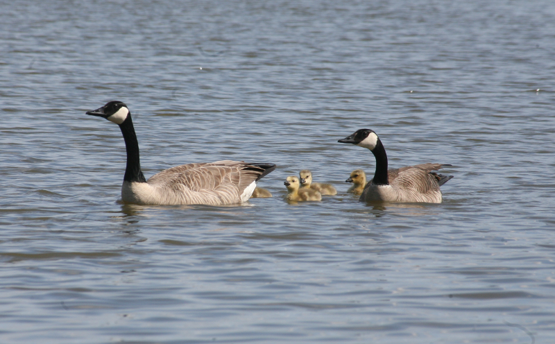 Canada Goose goslings