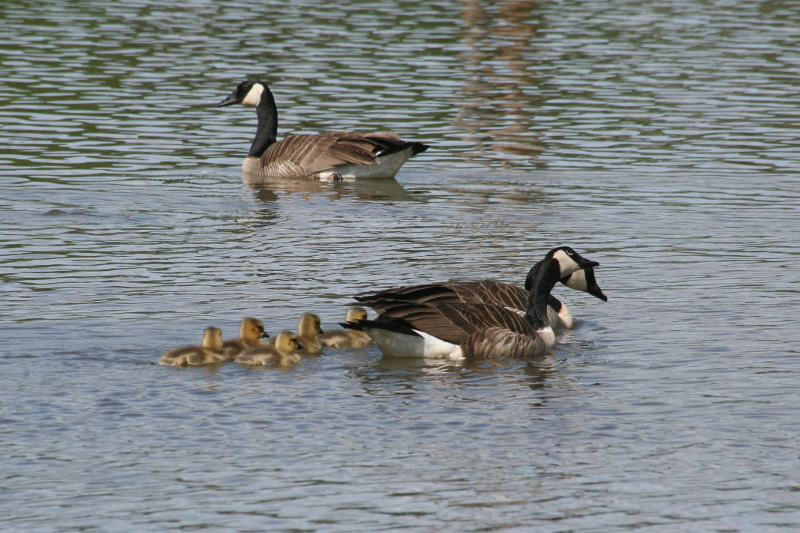 Canada Goose goslings