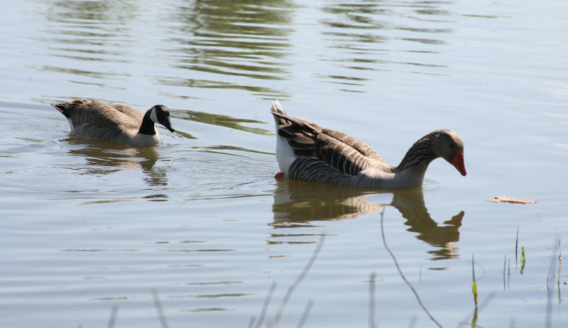 Greylag Goose + Canada Goose