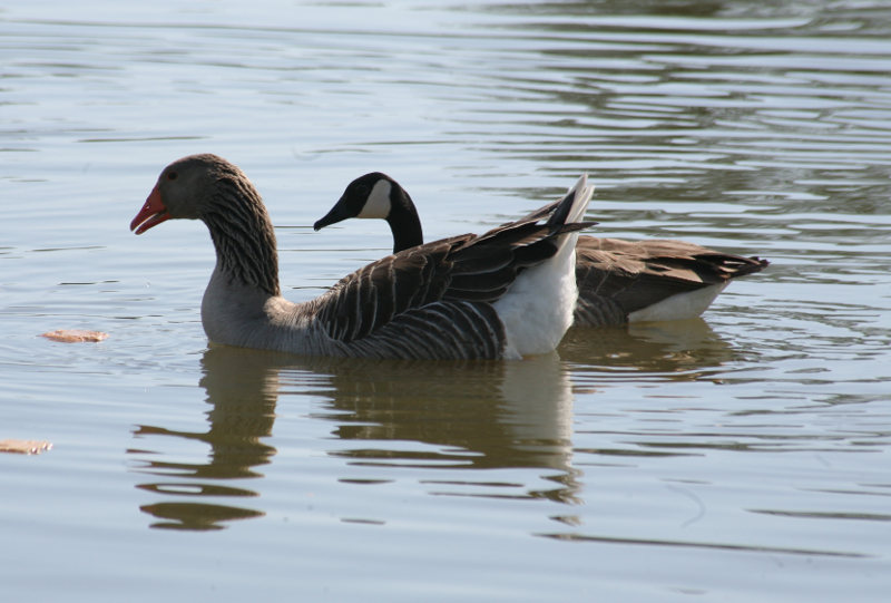 Greylag Goose + Canada Goose