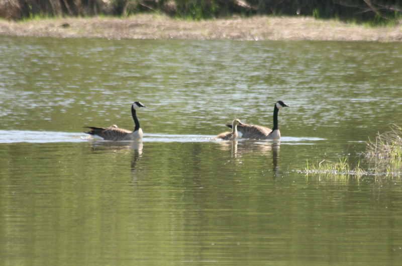 Canada Goose goslings