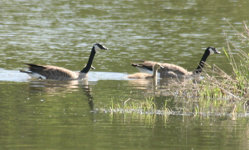 Canada Goose goslings