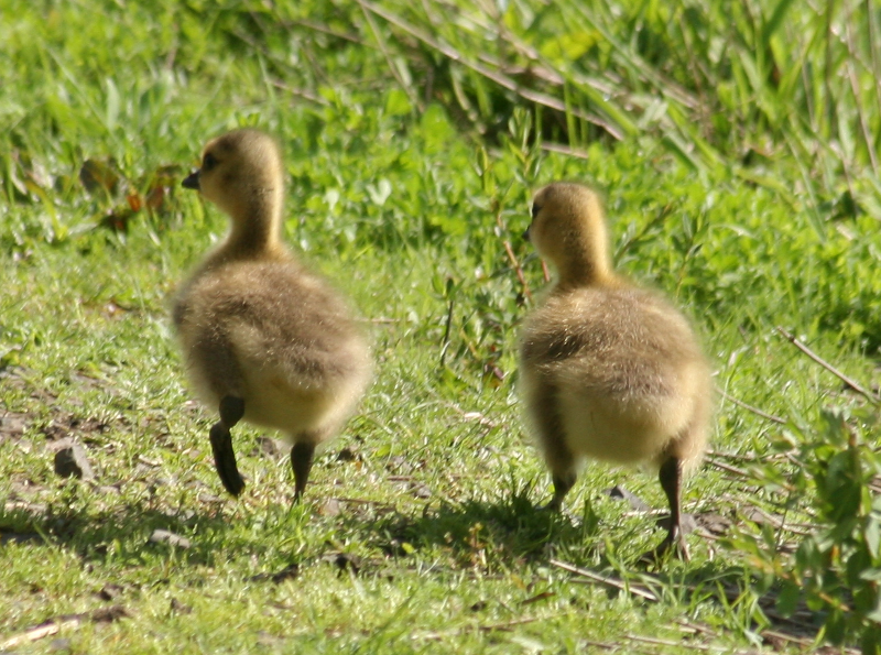 Canada Goose goslings