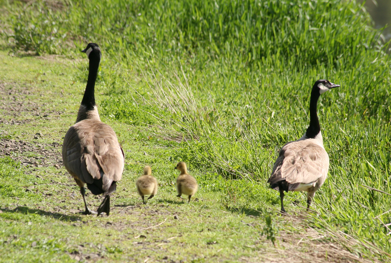 Canada Goose goslings
