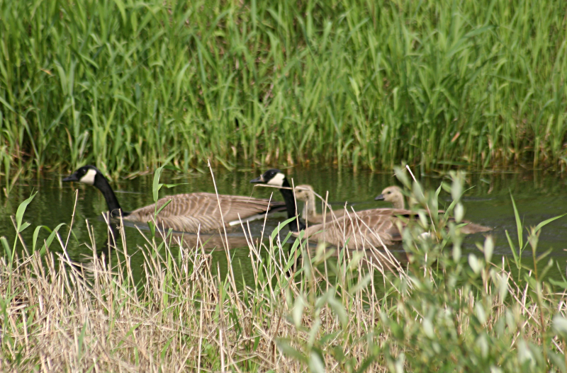 Canada Goose goslings