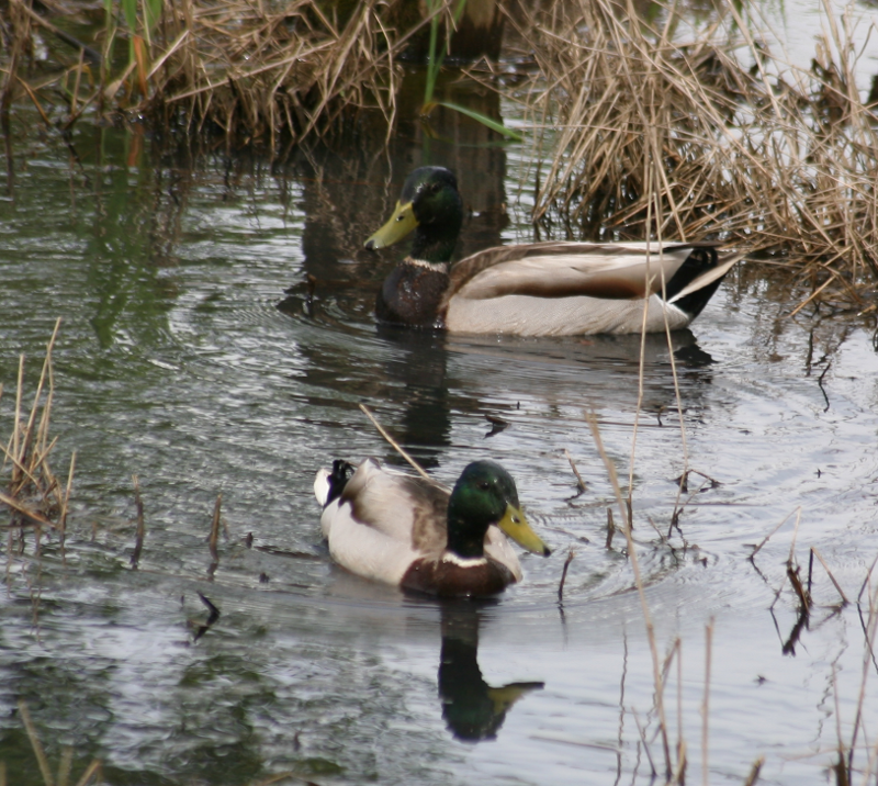 Mallard Drakes
