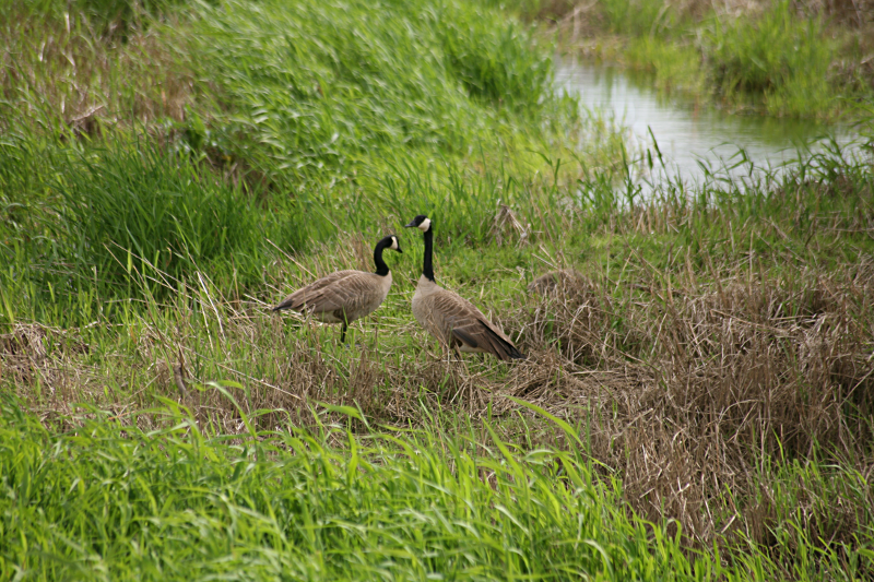Canada Goose goslings