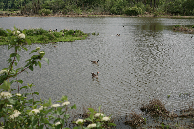 Greylag Goose + Canada Goose