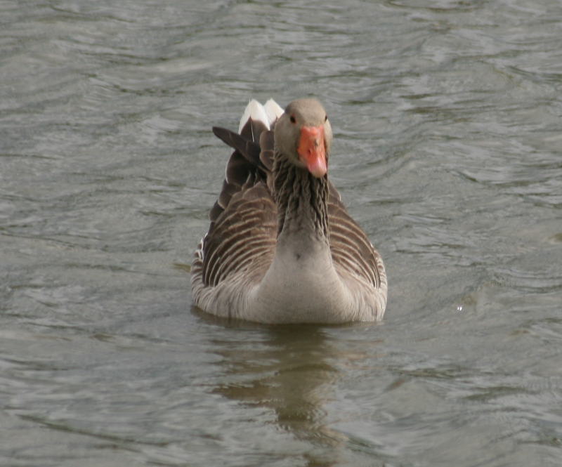 Greylag Goose