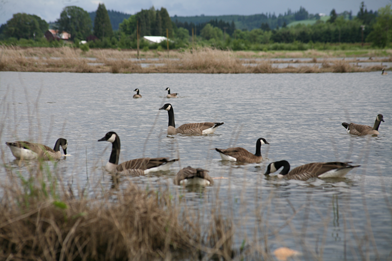 Canada Geese