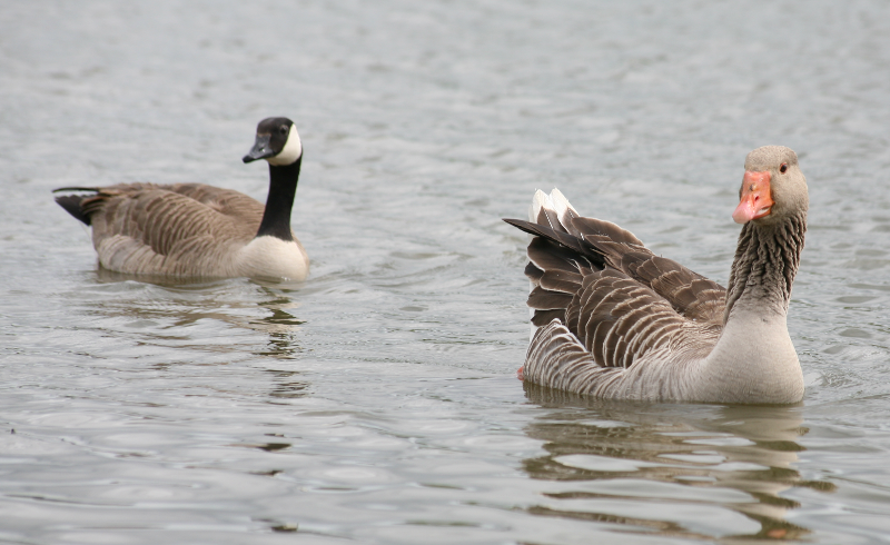 Greylag Gander + Canada Goose