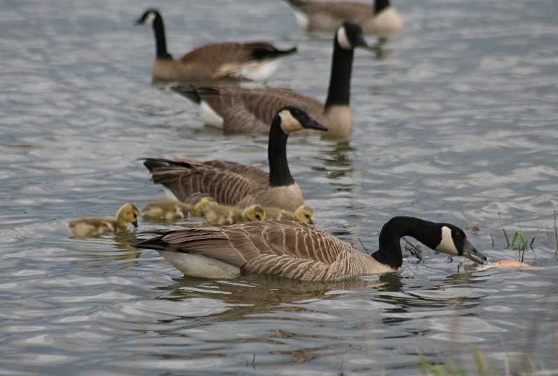 Canada Goose goslings