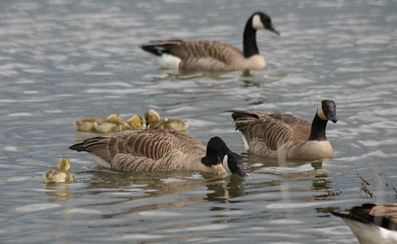 Canada Goose goslings