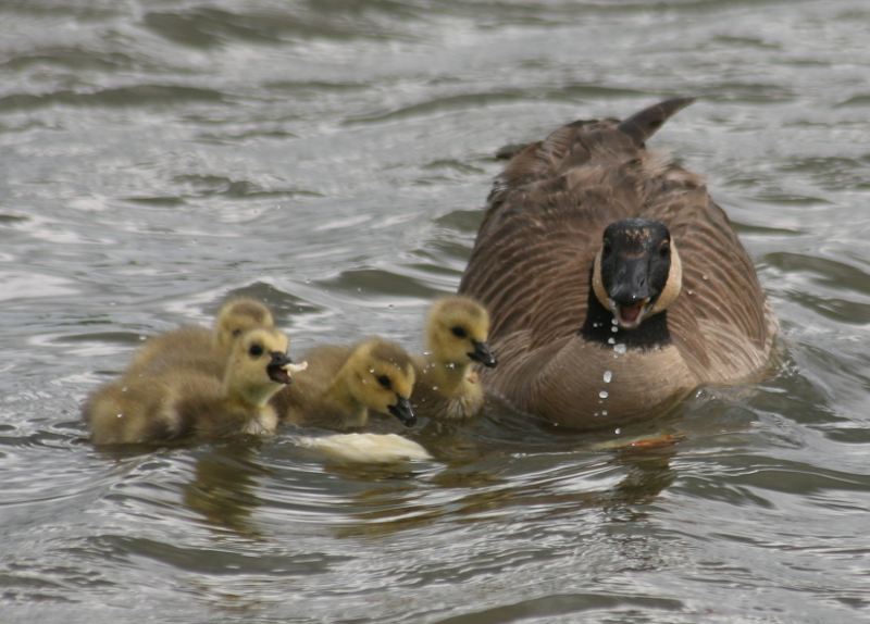 Canada Goose goslings