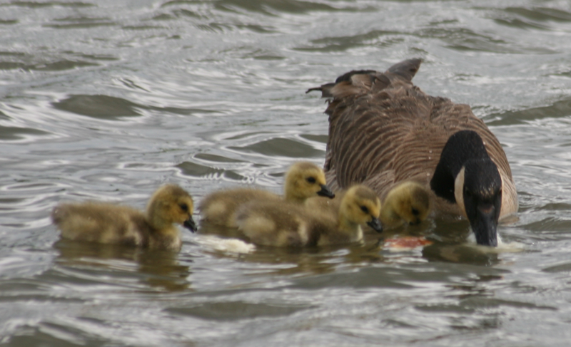 Canada Goose goslings