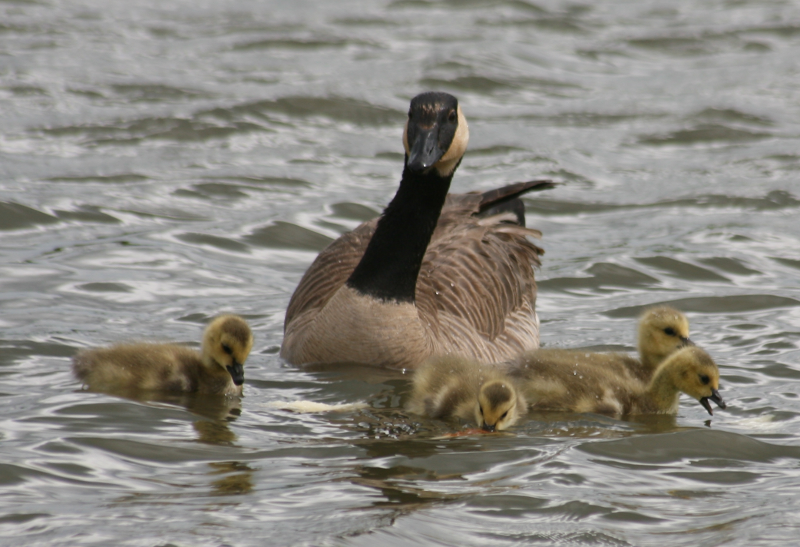 Canada Goose goslings