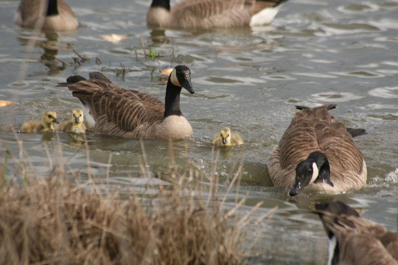 Canada Goose goslings