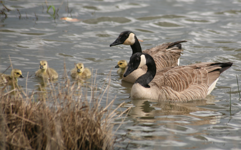 Canada Goose goslings