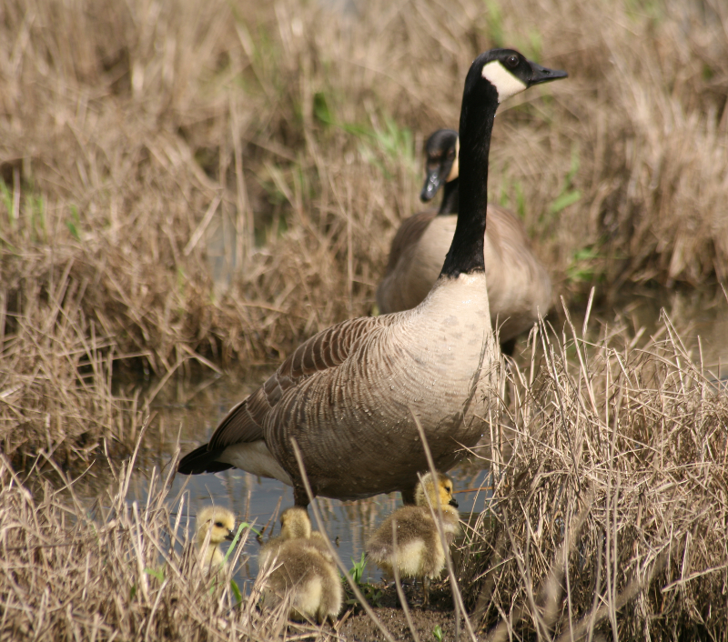 Canada Goose goslings
