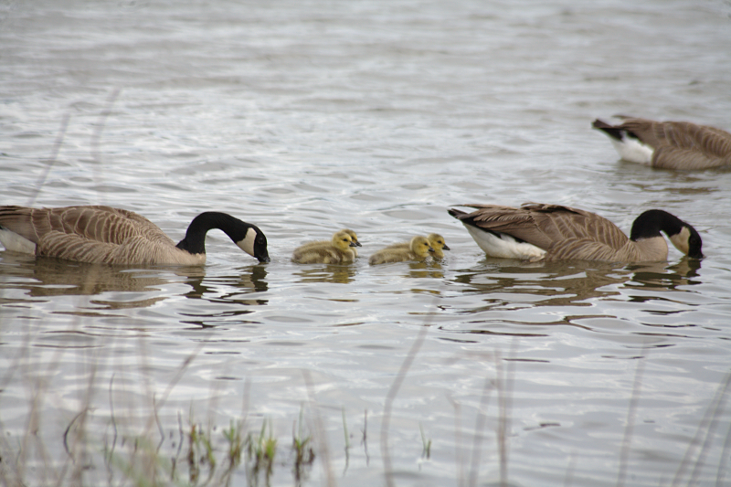 Canada Goose goslings