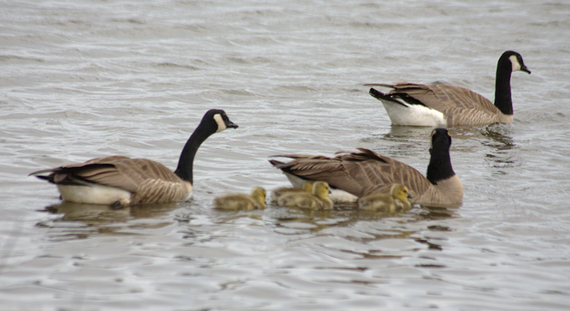 Canada Goose goslings