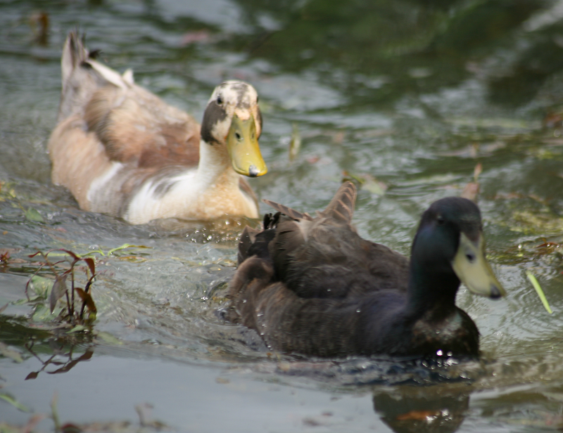 Mongrel Domestic Ducks
